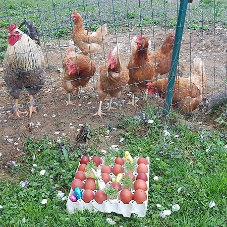 Ferienappartments Fuehldichwohl Fehring